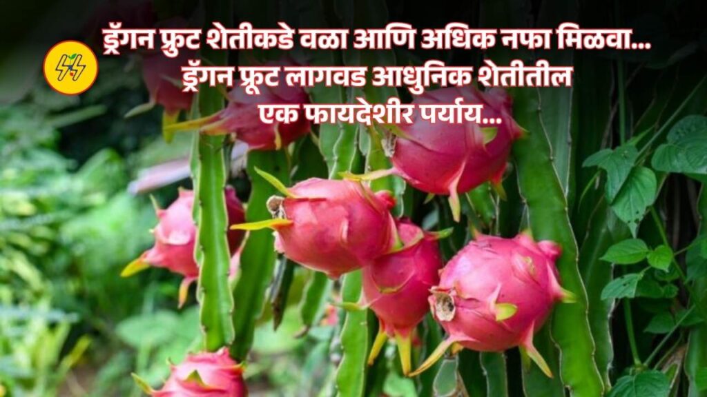 Dragon Fruit Lagwad 2025