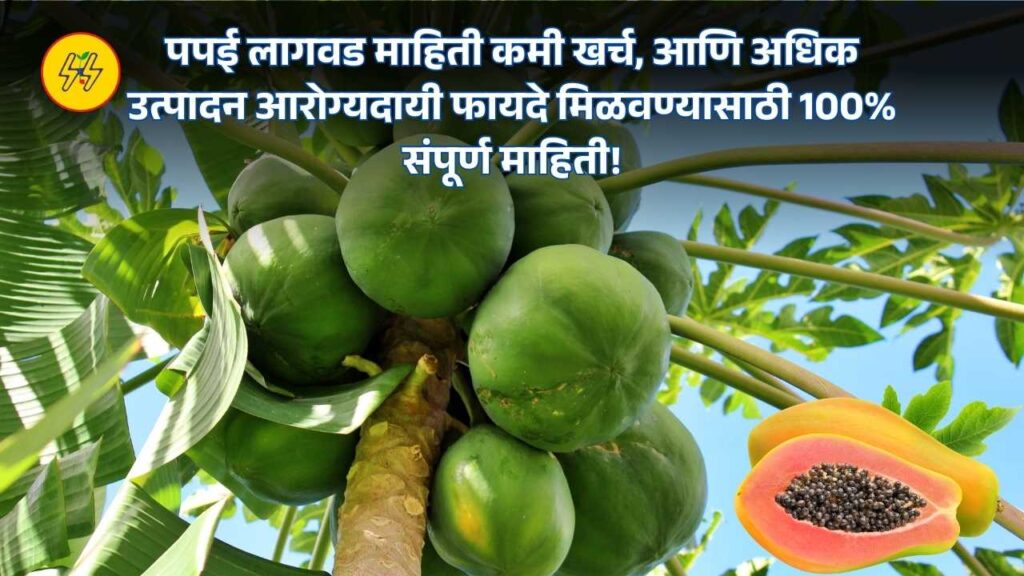 Papaya Lagwad 2025