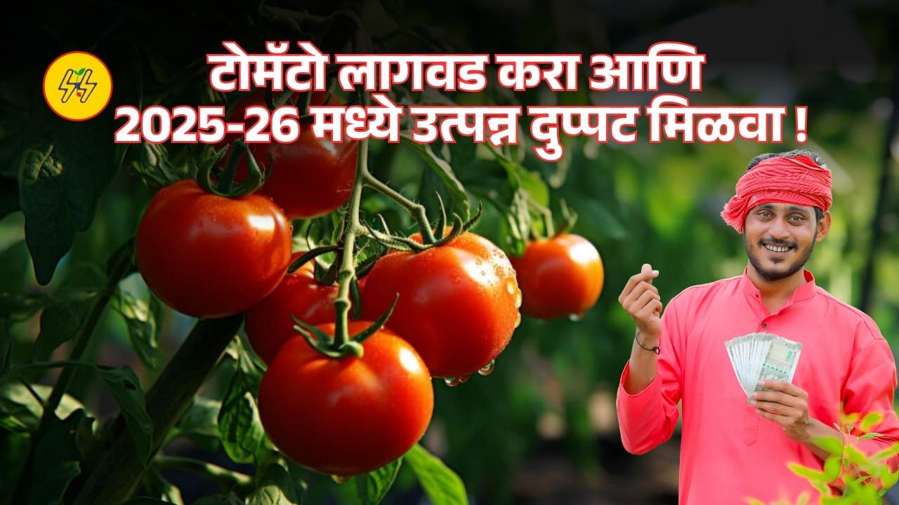 Tomato Lagwad 2025