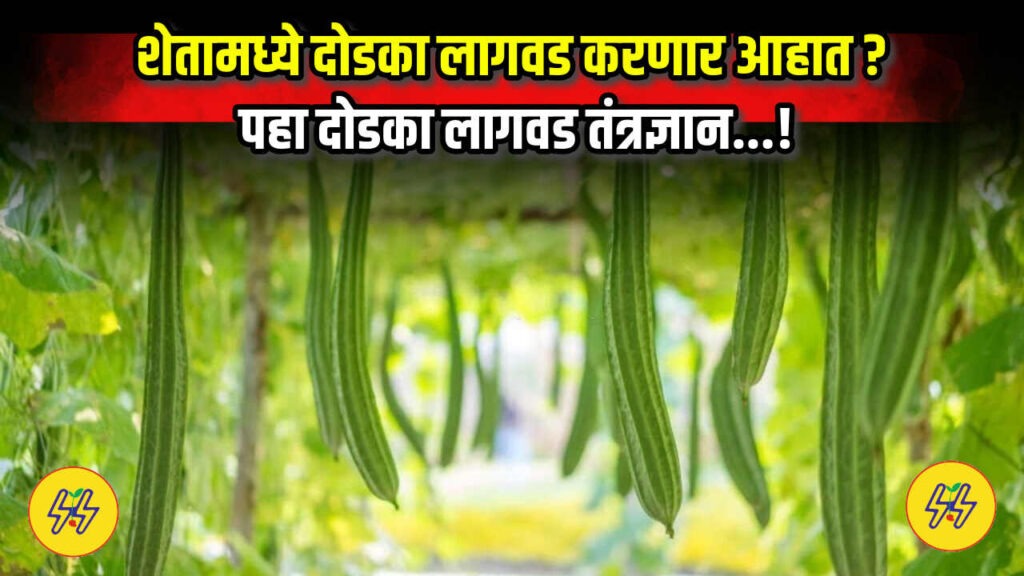 Dodka Lagwad 2025