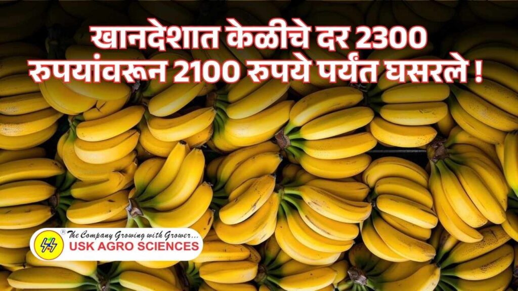 Banana Rate 2025
