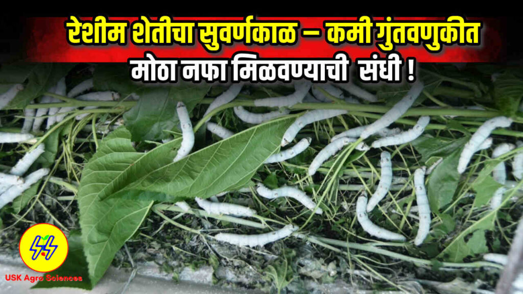 Silk Industry 2025