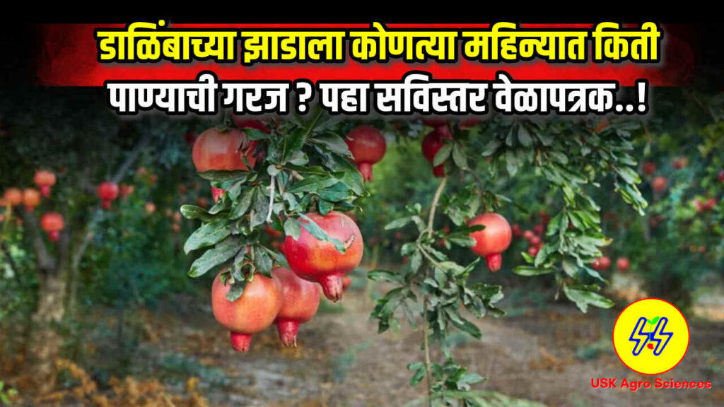 Dalimb Pani Niyojan 2025