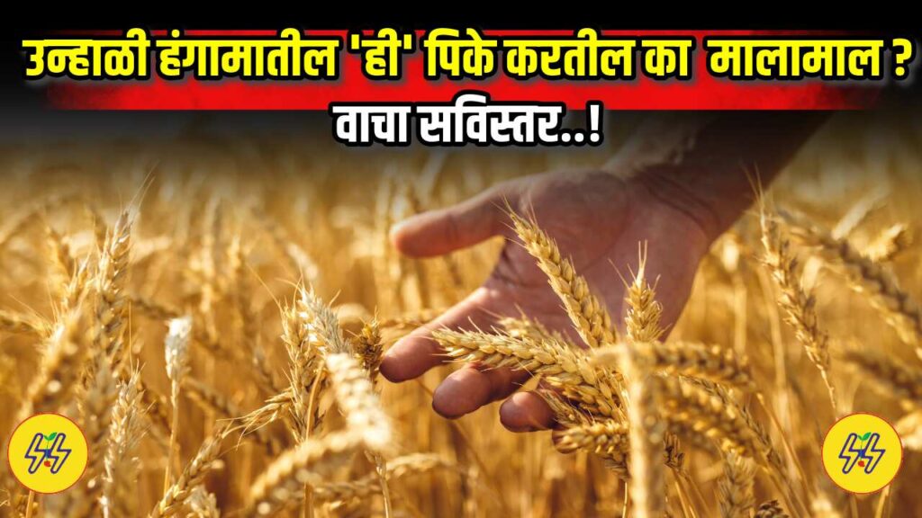 Summer Crop 2025