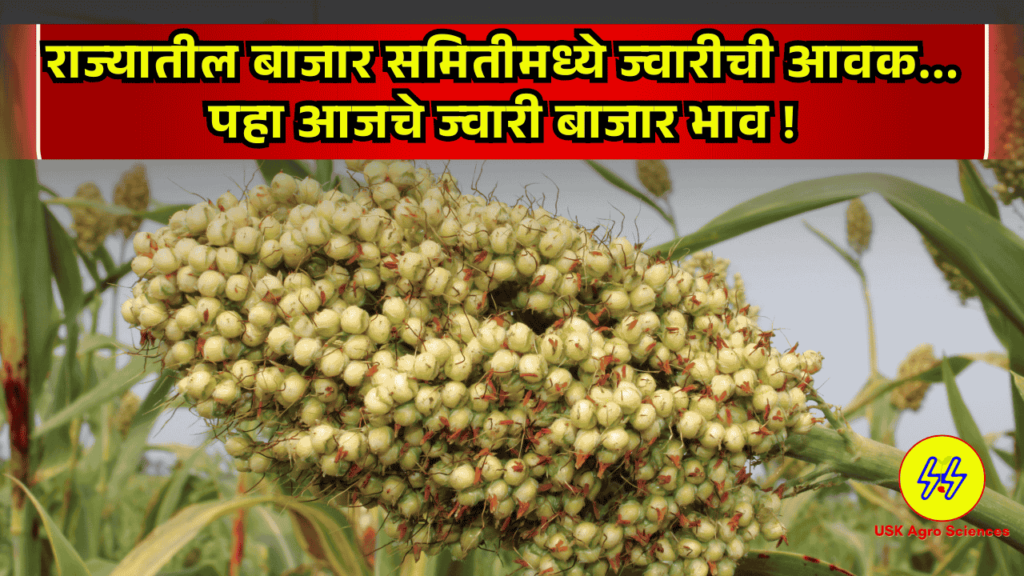 Jwari Bajarbhav 13/03/2025