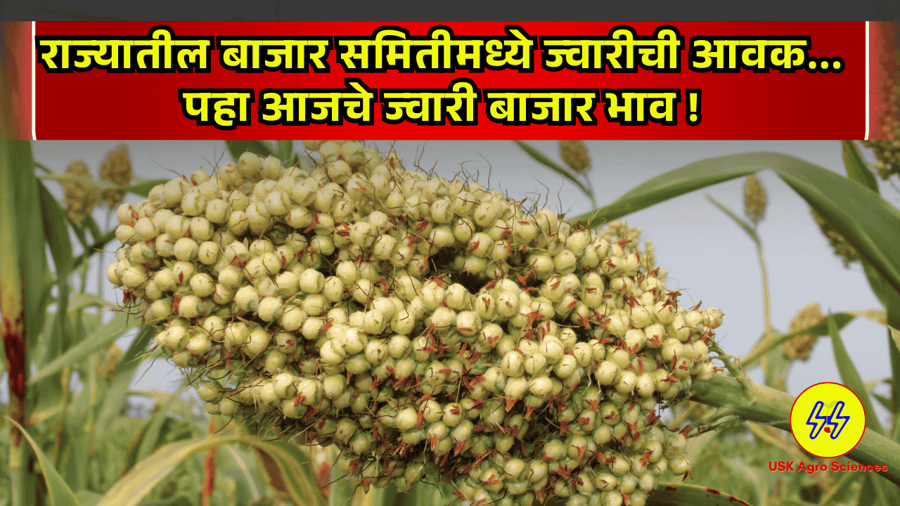 Jwari Bajarbhav 13/03/2025