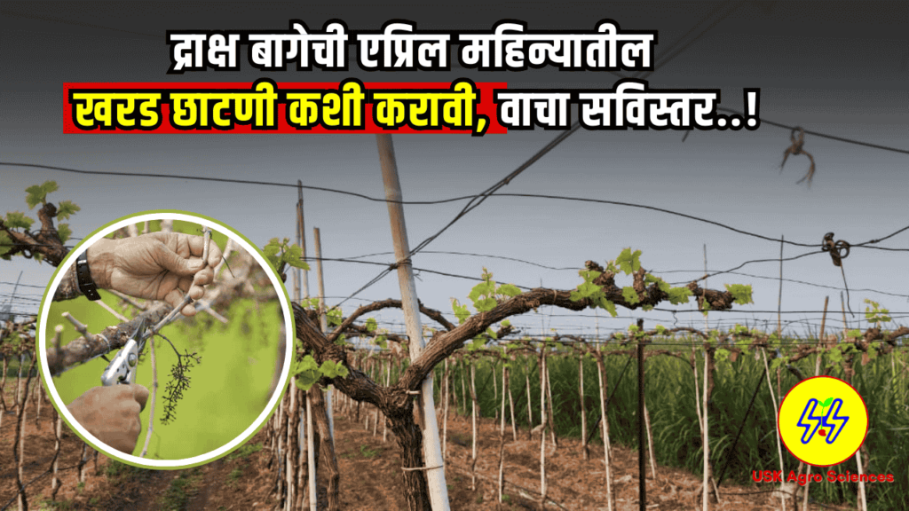 Grapes April cutting 2025