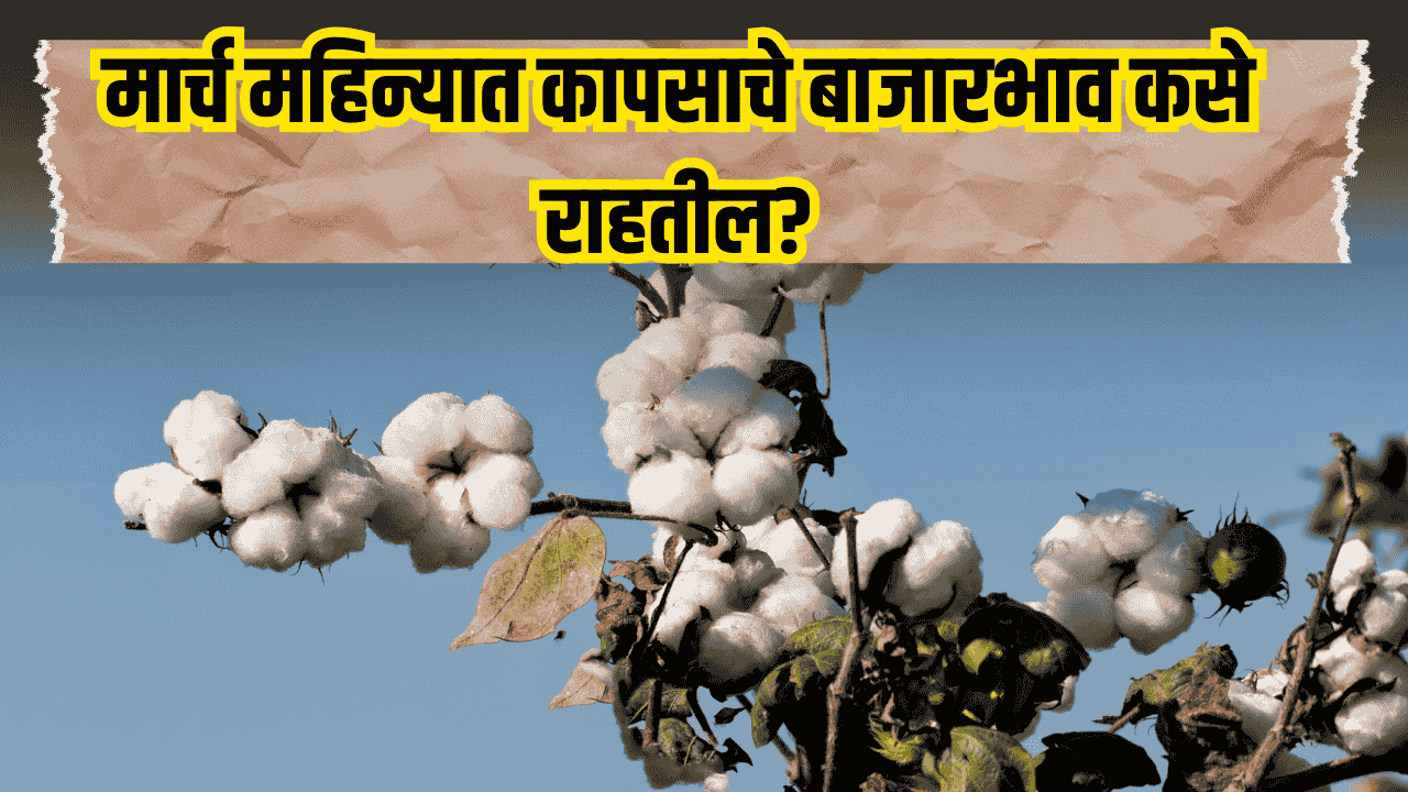 Cotton Rate 2025