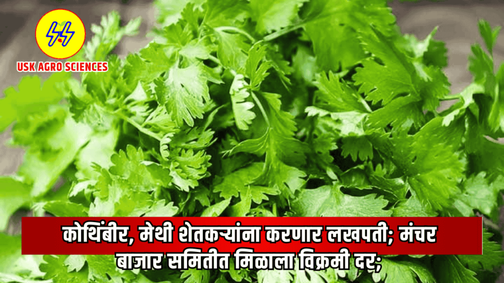 Kothimbir Bajarbhav 2025