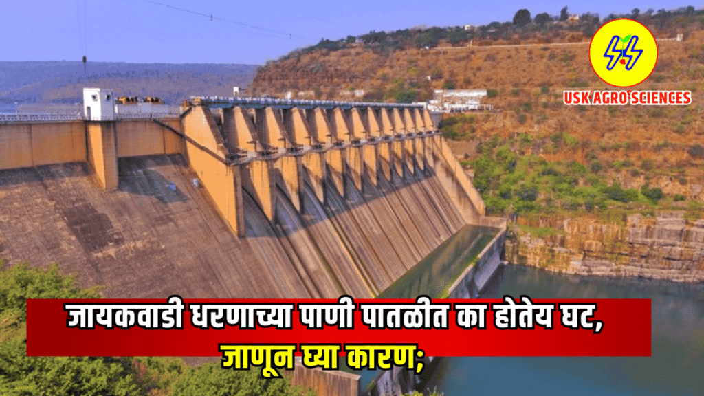 Jayakawadi Dam 2025