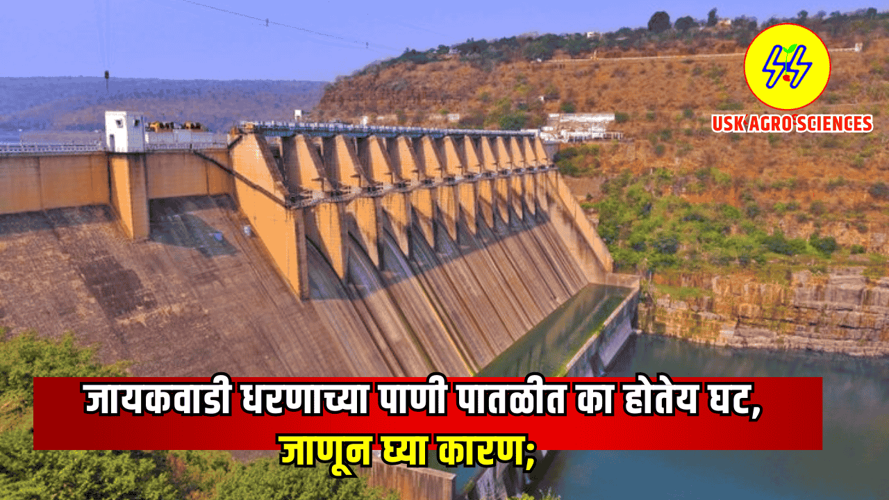 Jayakawadi Dam 2025