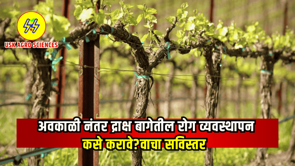 Grape Disease Management 2025