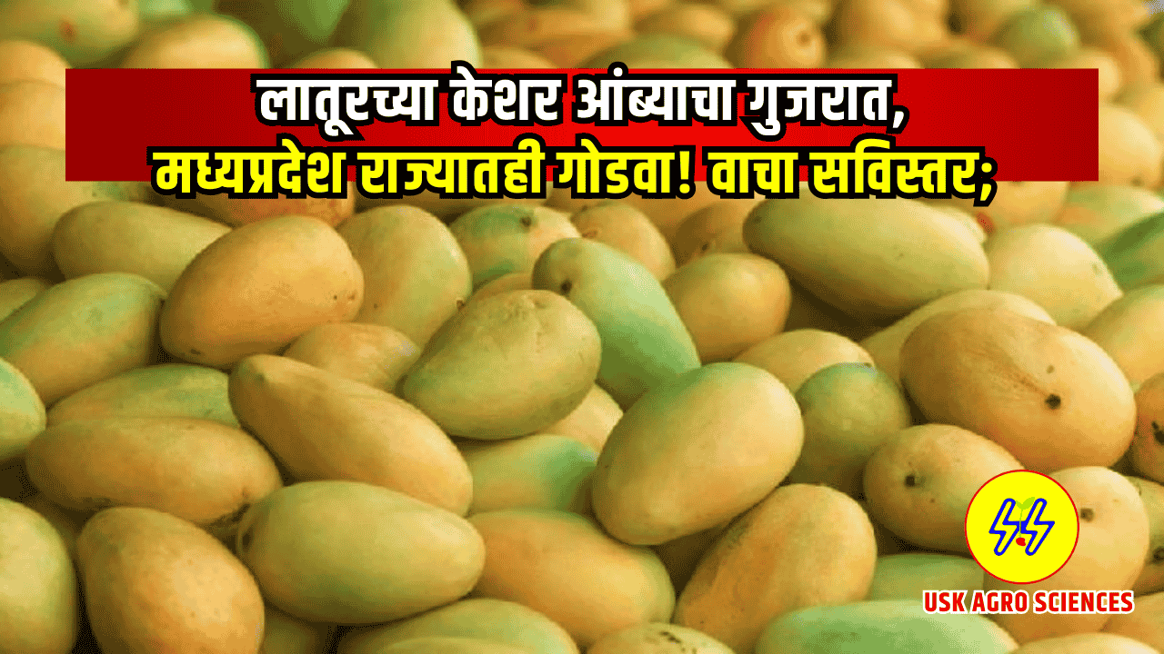 Kesar Amba 2025