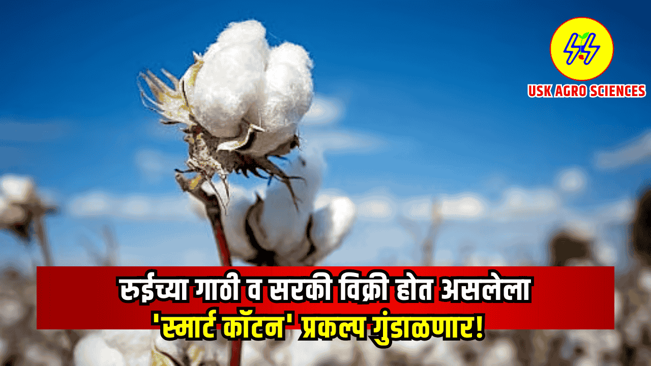 Smart Cotton Project 2025