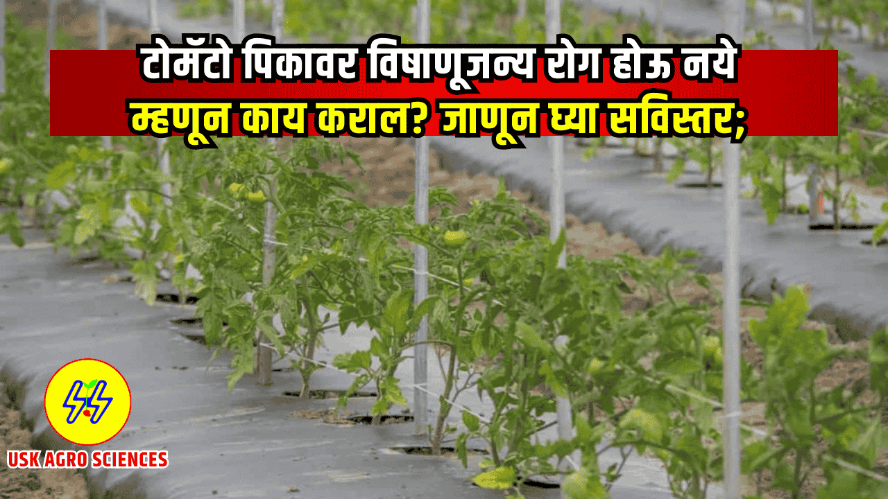 Tomato Crop Management 2025