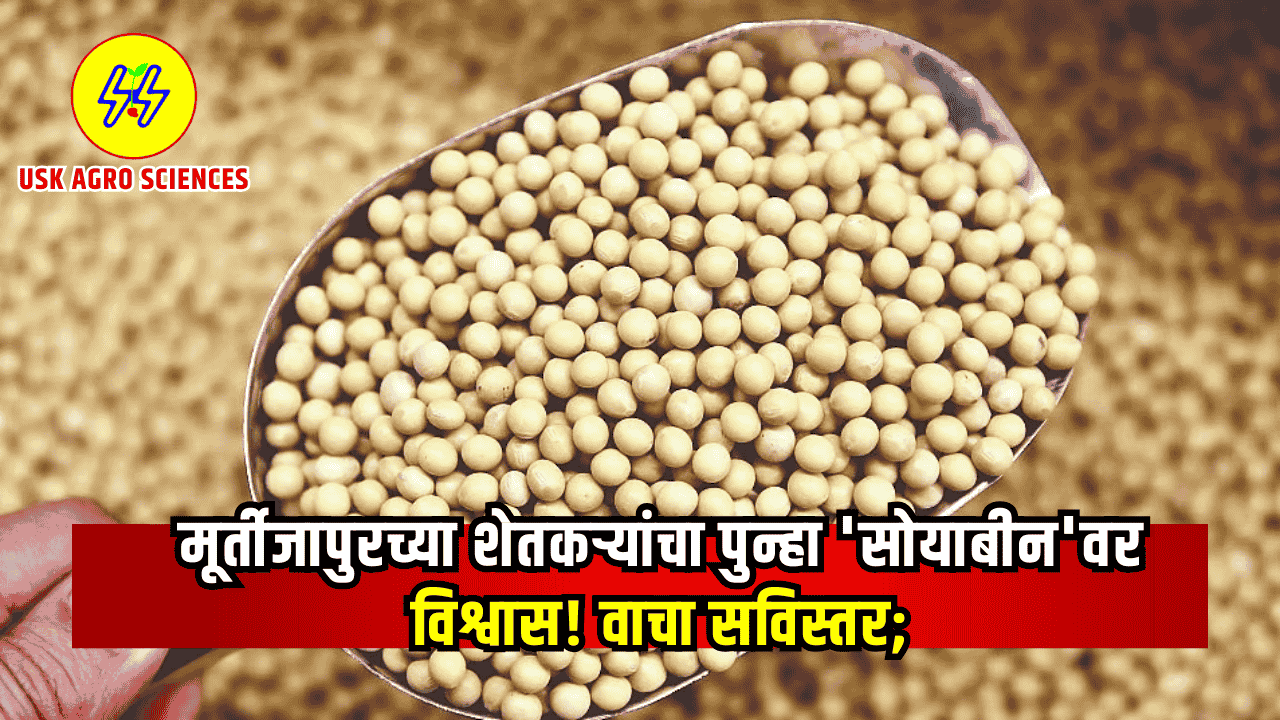 Soyabean Crop 2025