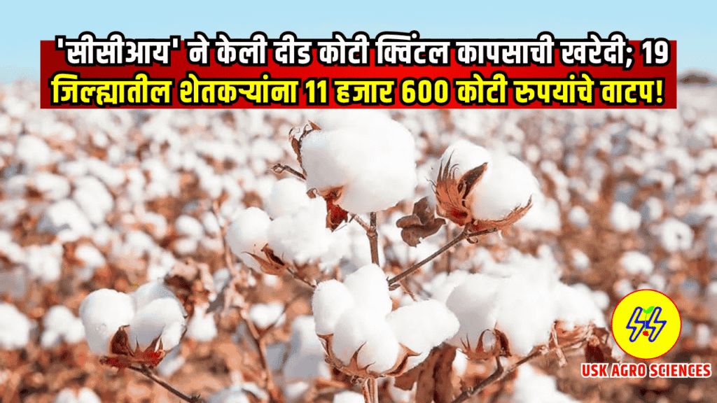 CCI Kapus Khredi 2025