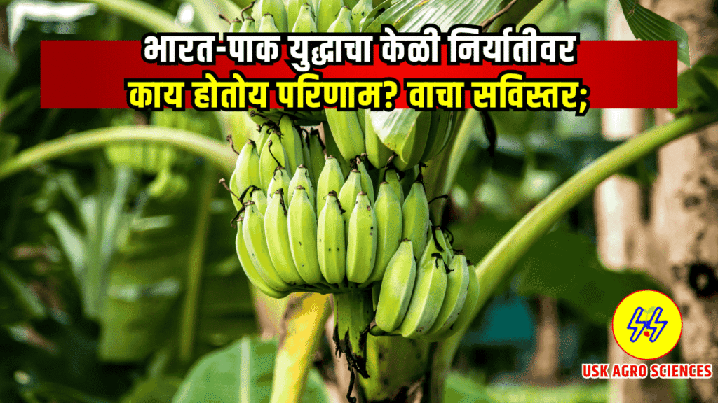 Banana Export 2025