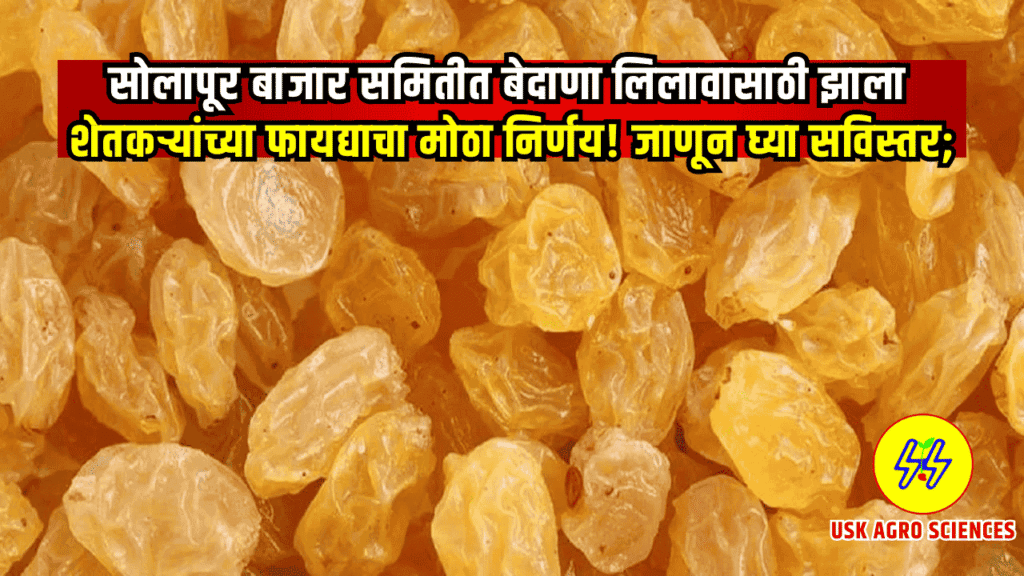 Bedana Market Solapur 2025