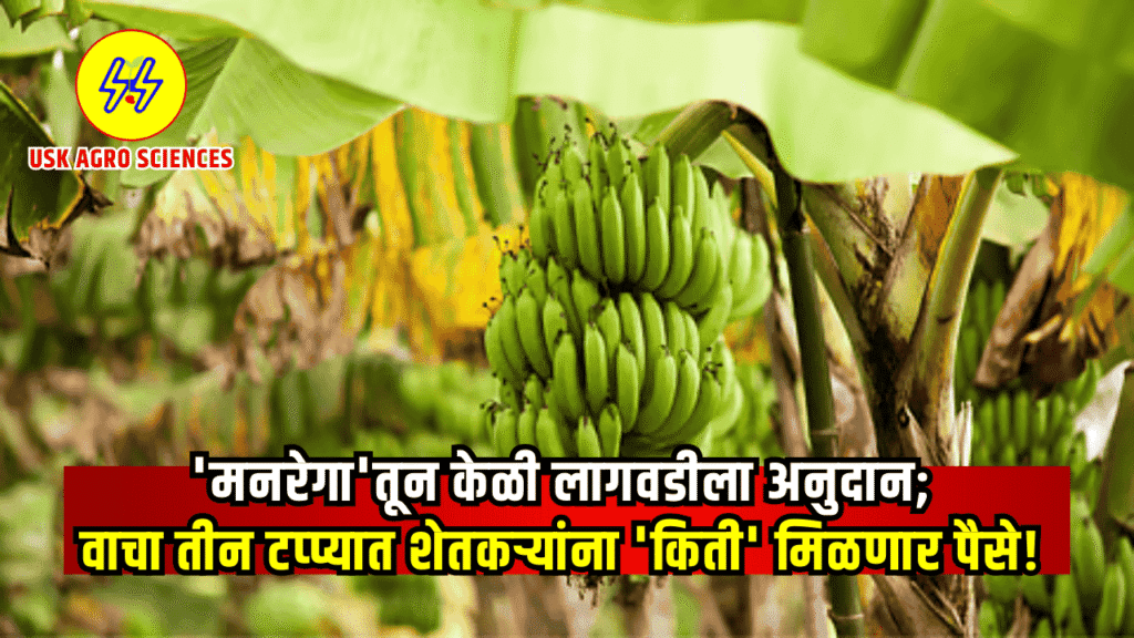 Banana Farming 2025