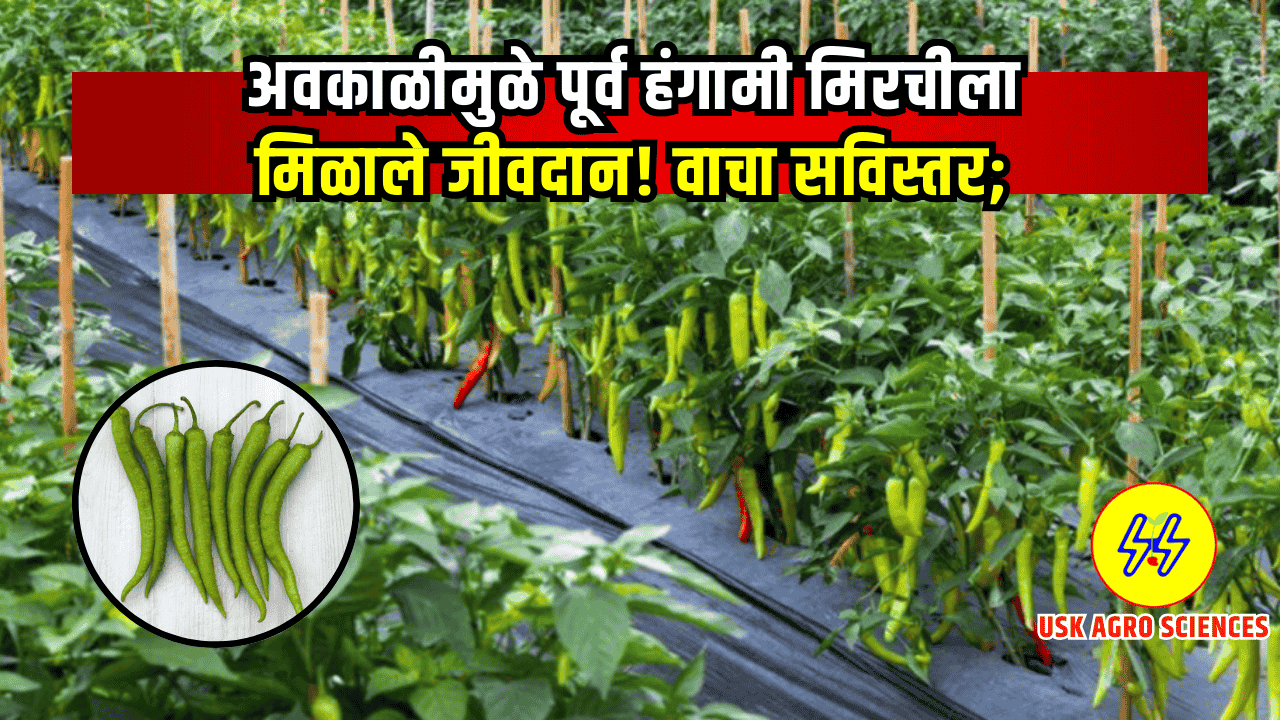 Mirchi Pik 2025