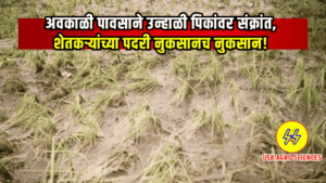 Summer Crop 2025