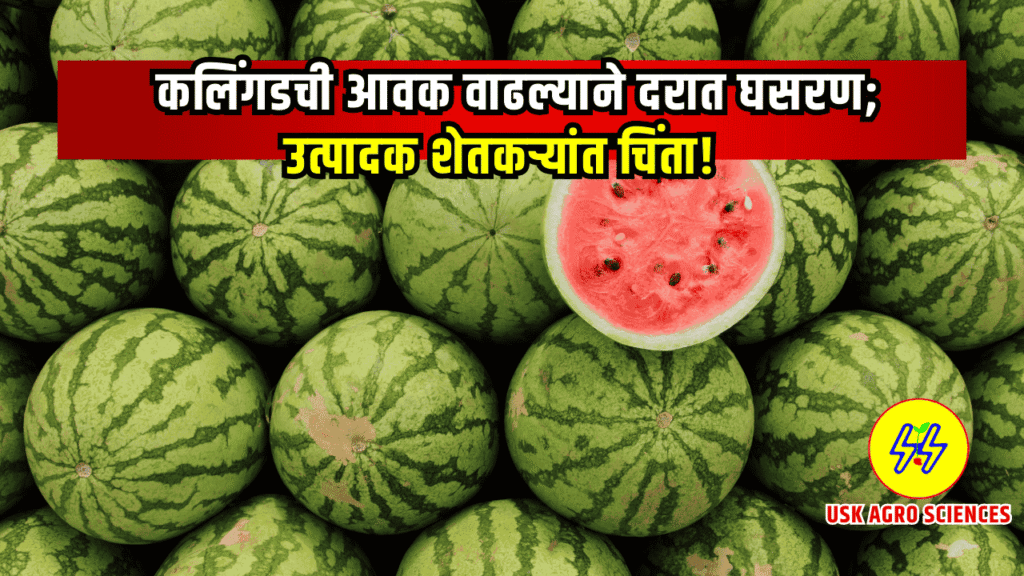 Kalingad Bajarbhav Update 2025