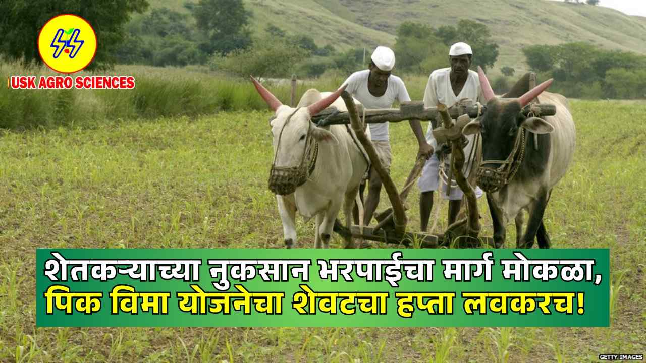Pik Vima Hapta 2025