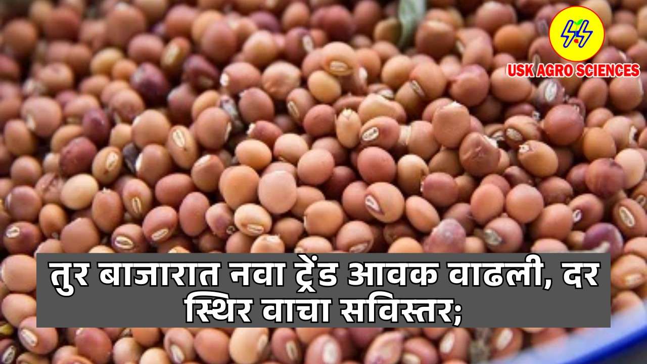 Tur Bajar Bhav 2025