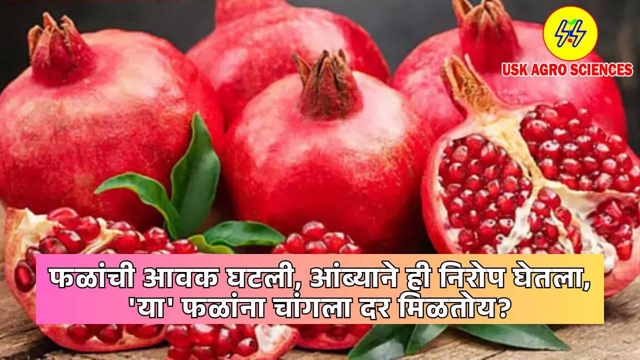 Nashik Fruit Market 2025