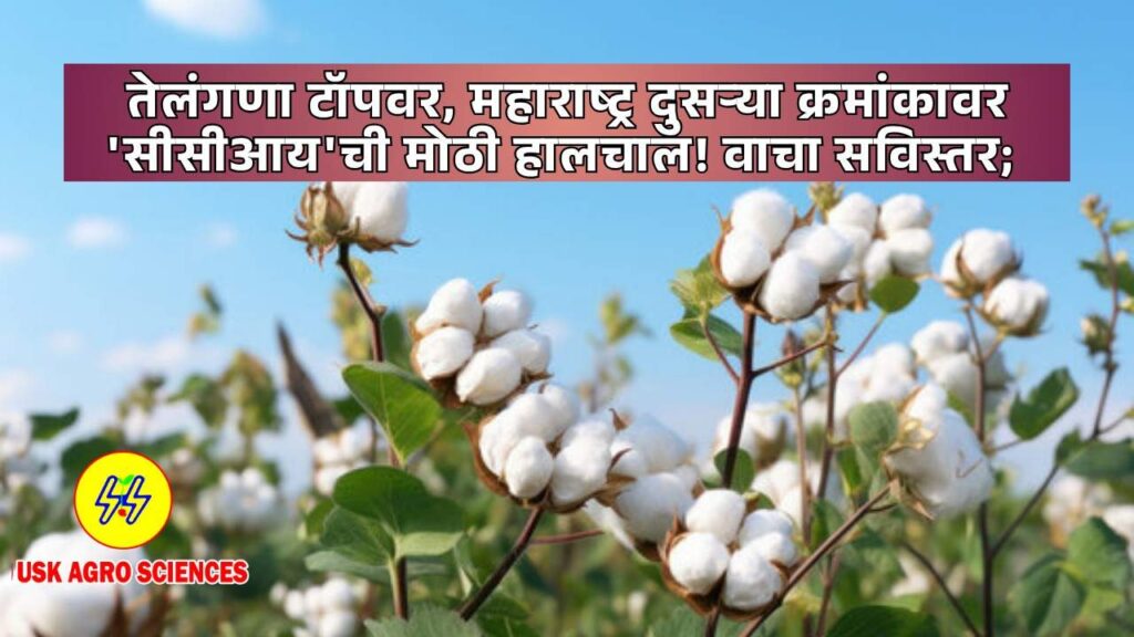 Cotton Market Update 2025