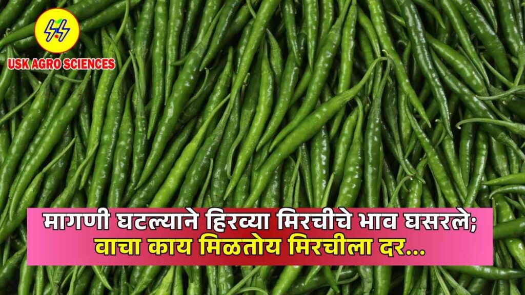 Mirchi Market Rate 2025