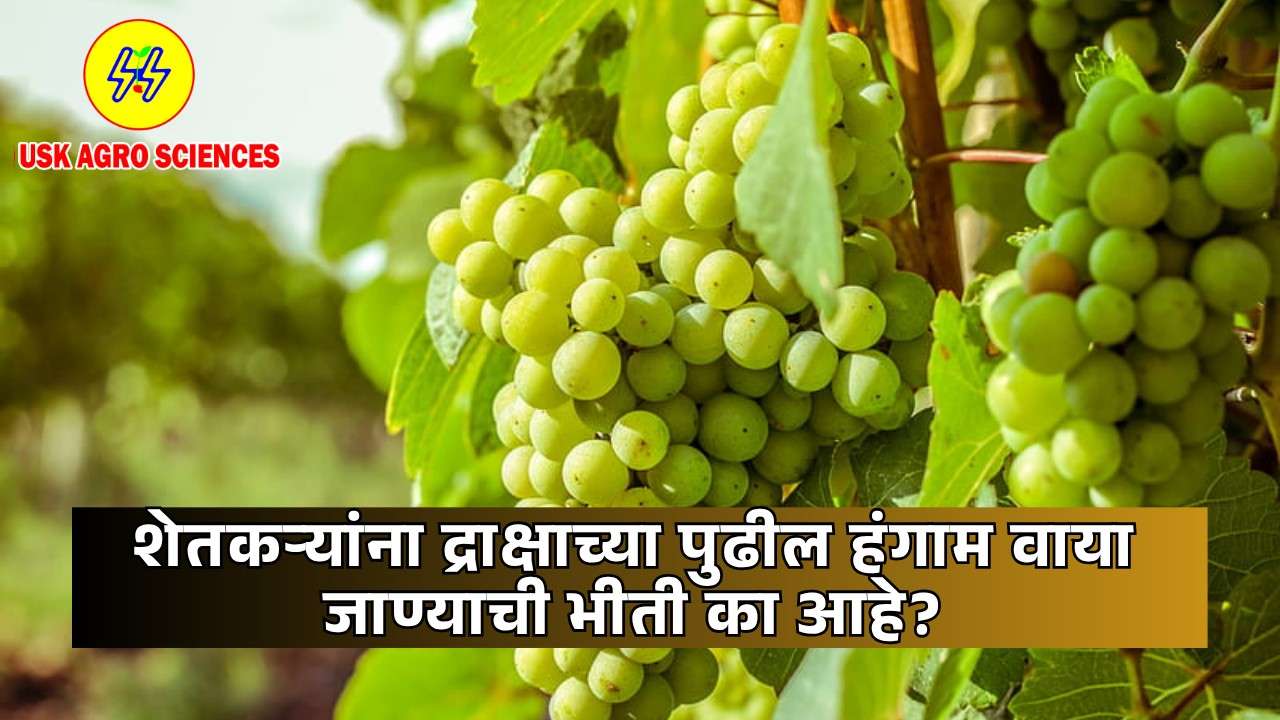 Grape Farming 2025