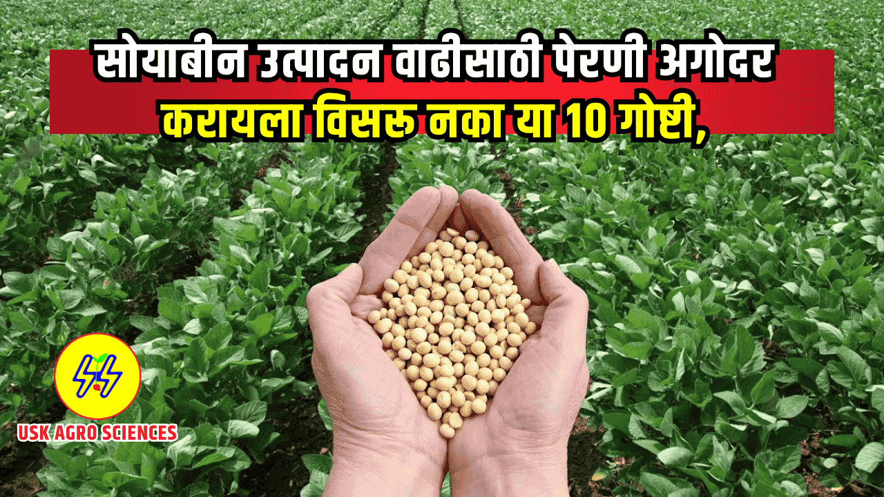 Soyabean Lagwad 2025