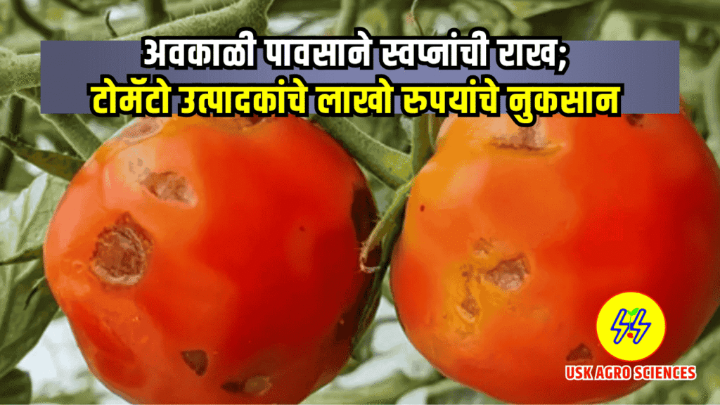 Tomato Damage 2025