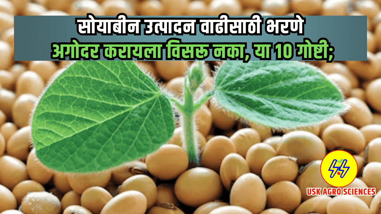 Soyabean Production 2025