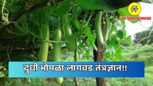 Milk Pumpkin Cultivation Technology 2025