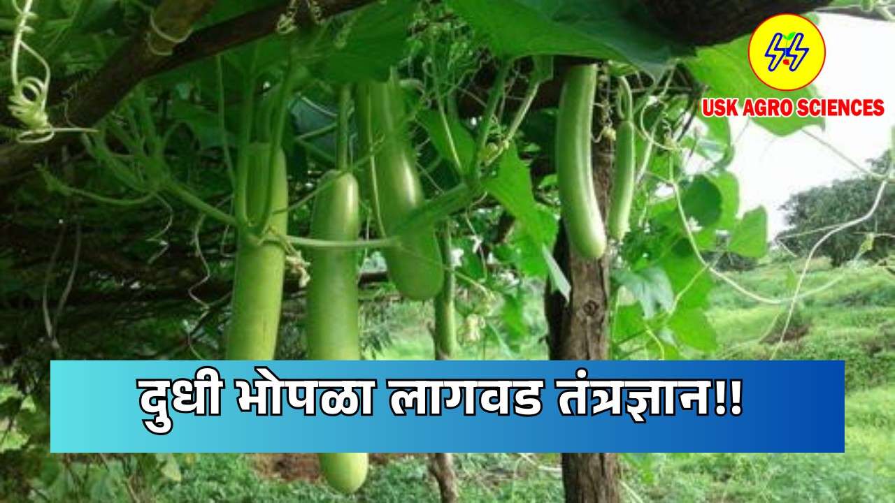 Milk Pumpkin Cultivation Technology 2025