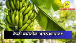 Intercropping in Banana Orchard 2025