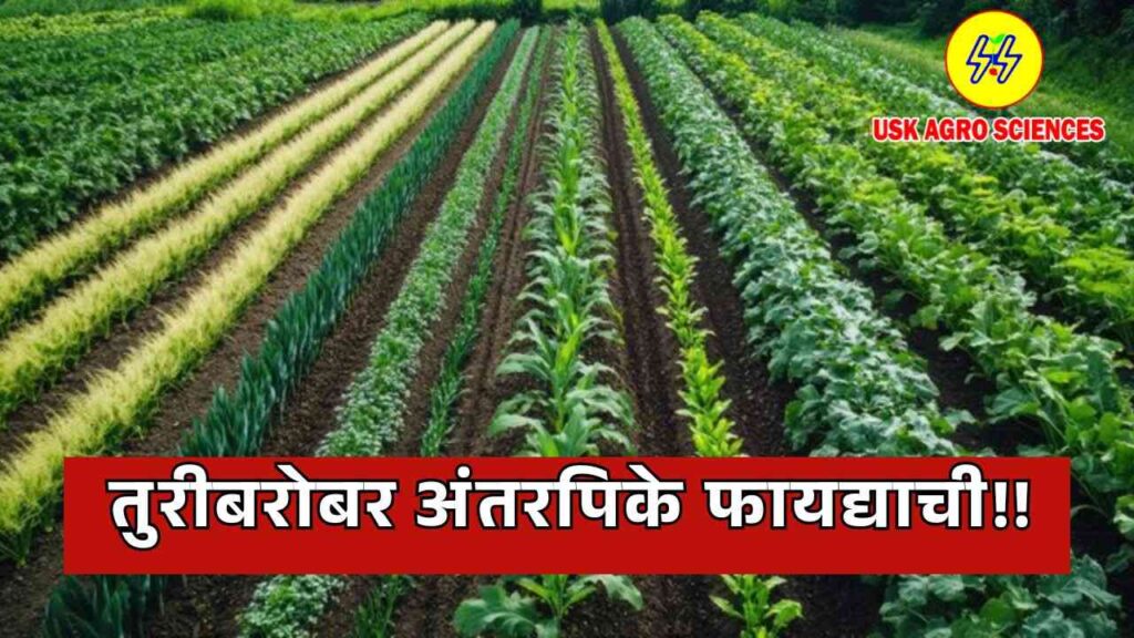 Intercropping with Turi is Beneficial 2025