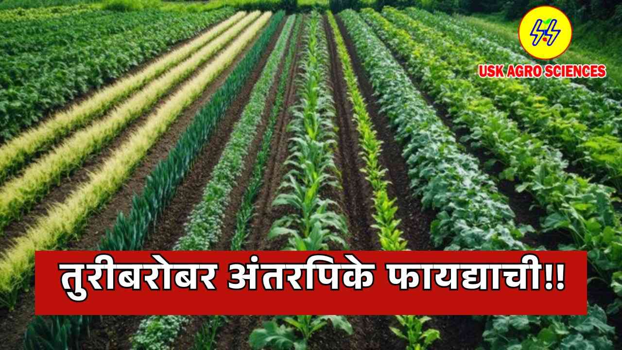 Intercropping with Turi is Beneficial 2025