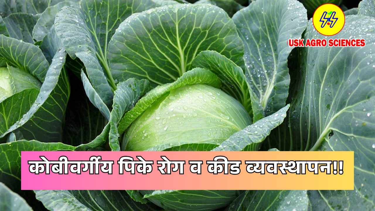 Brassica Crops 2025