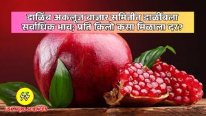 Dalimb Bajar Bhav 2025