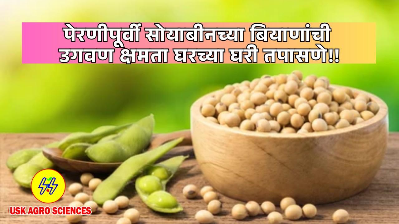 Germination Capacity of Soybean seeds at home before sowing 2025