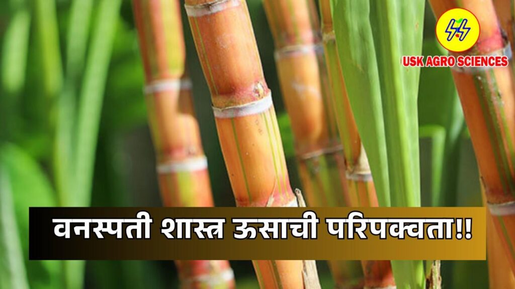 Botany Sugarcane Maturity 2025