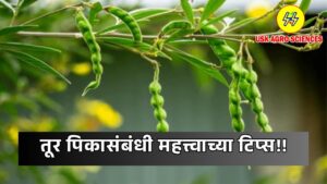 Important Tips Regarding Tur Crop 2025