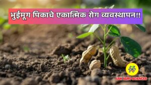 Groundnut Crop 2025