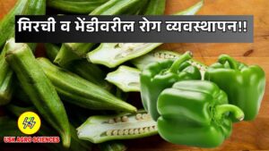 Chilli and Okra Disease 2025