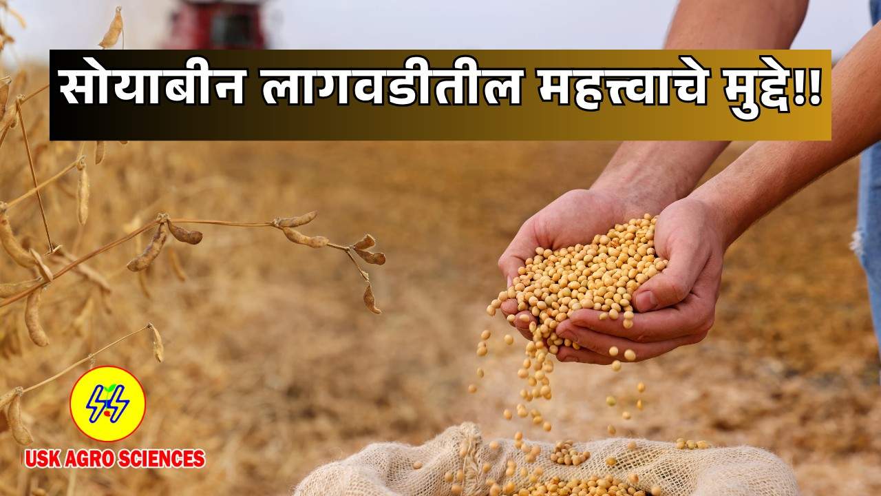 Soybean Cultivation 2025