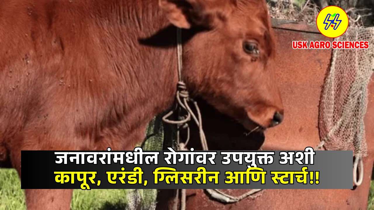 Diseases in Animals 2025